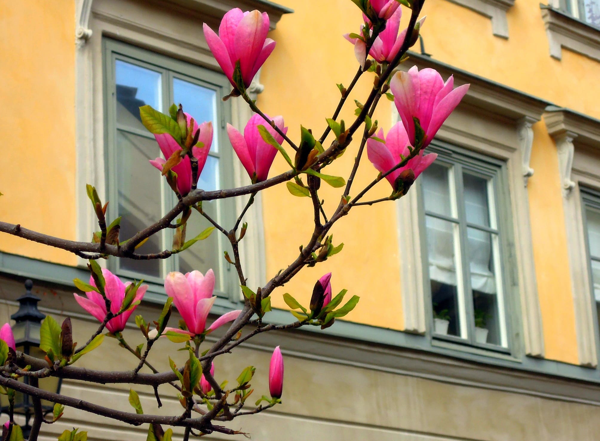Blommor mot fasad
