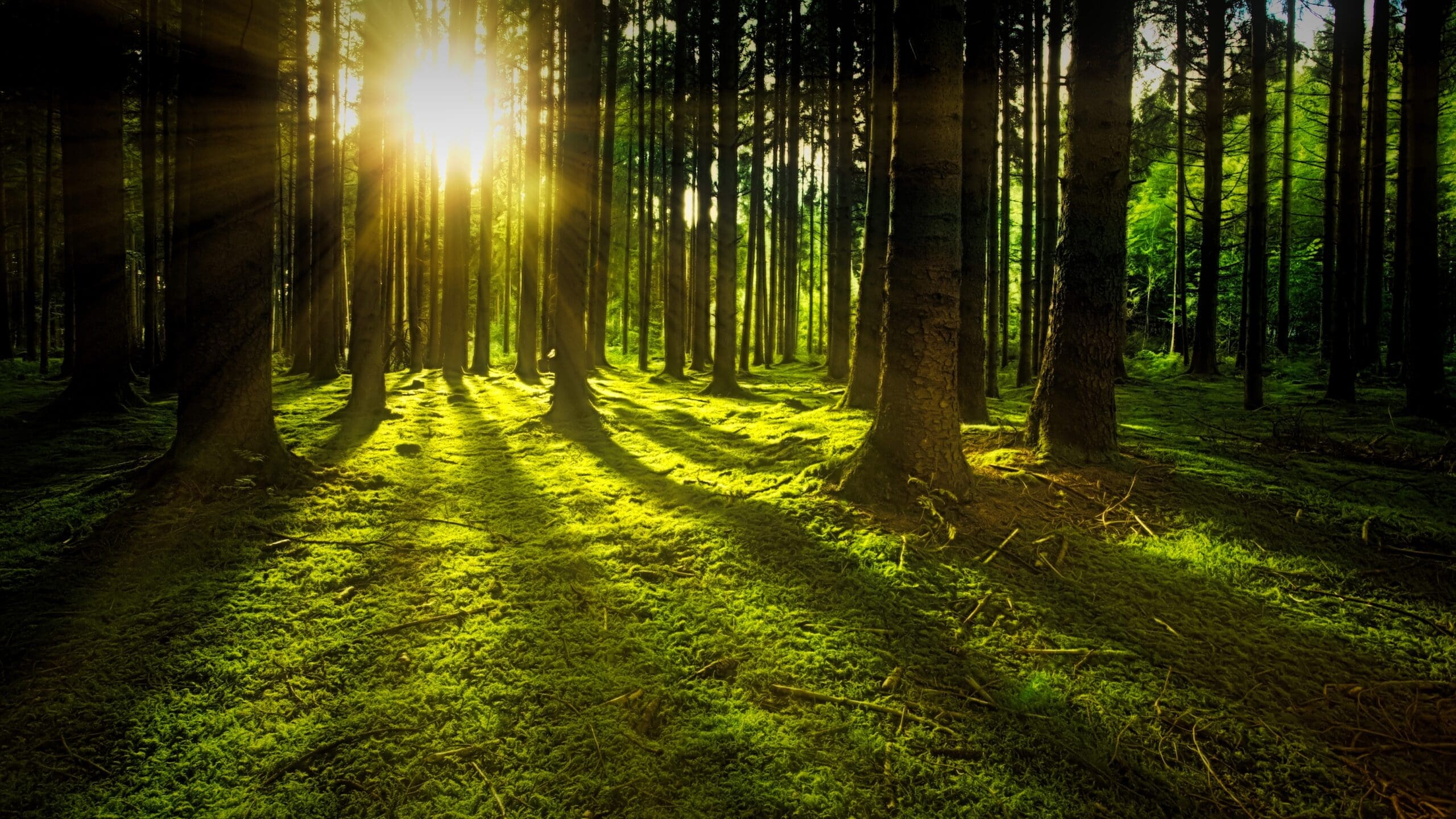 Sol skiner genom skog